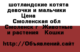 шотландские котята девочки и мальчики › Цена ­ 2 500 - Смоленская обл., Смоленск г. Животные и растения » Кошки   